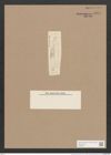 Pleurosigma latum Cleve (de-Toni-Nr.: Genus 13, Species 1008) Zeichnungen Sammlung Grunow Nr. 2054 (NHMW-BOT-W0368911)